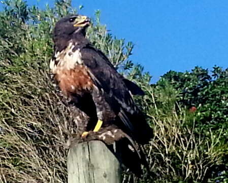 Image of Jackal Buzzard