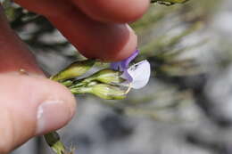 Image of <i>Psoralea congesta</i>