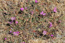Image of Erodium carvifolium Boiss. & Reuter