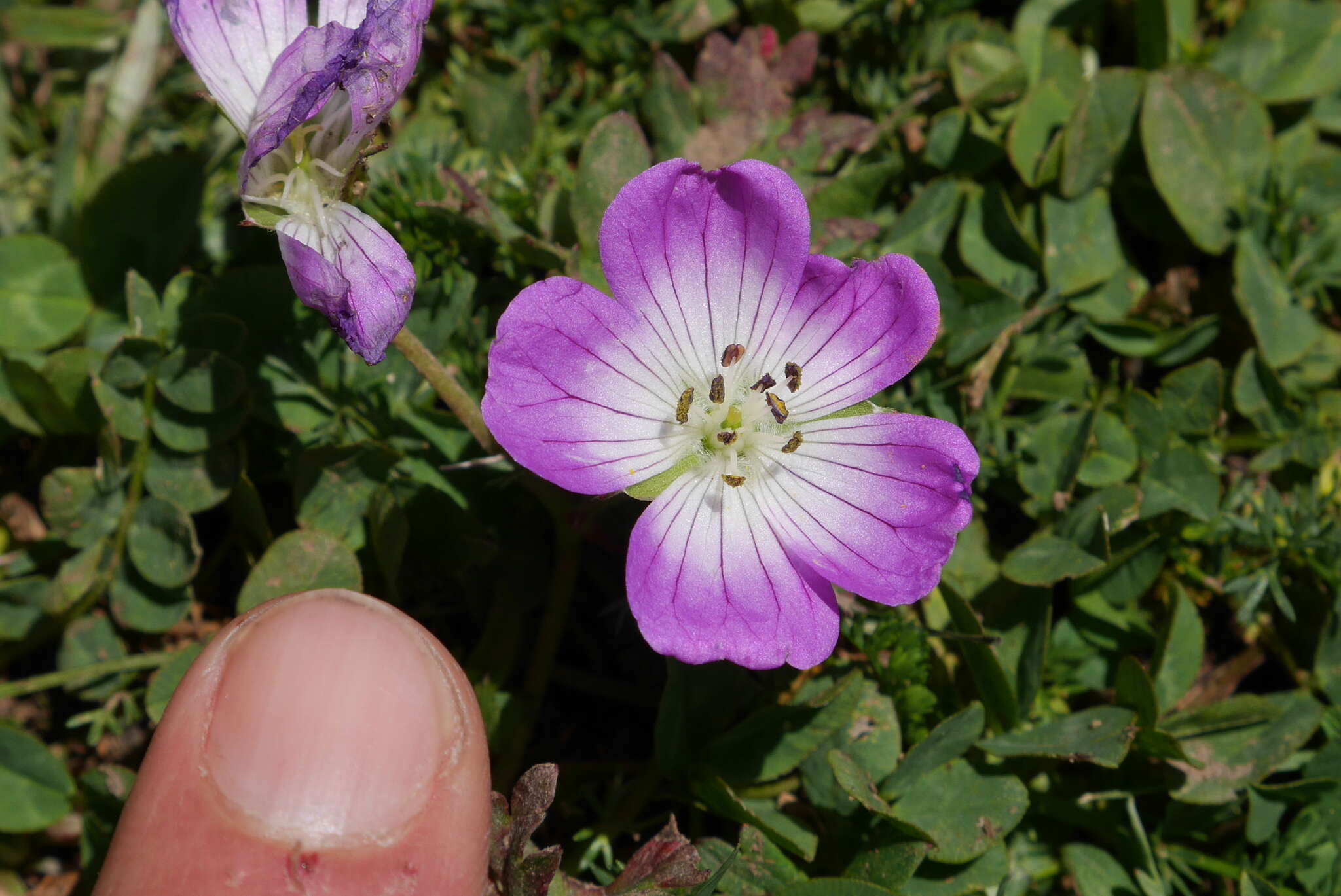 Image of Geranium lazicum (Woronow) Aedo