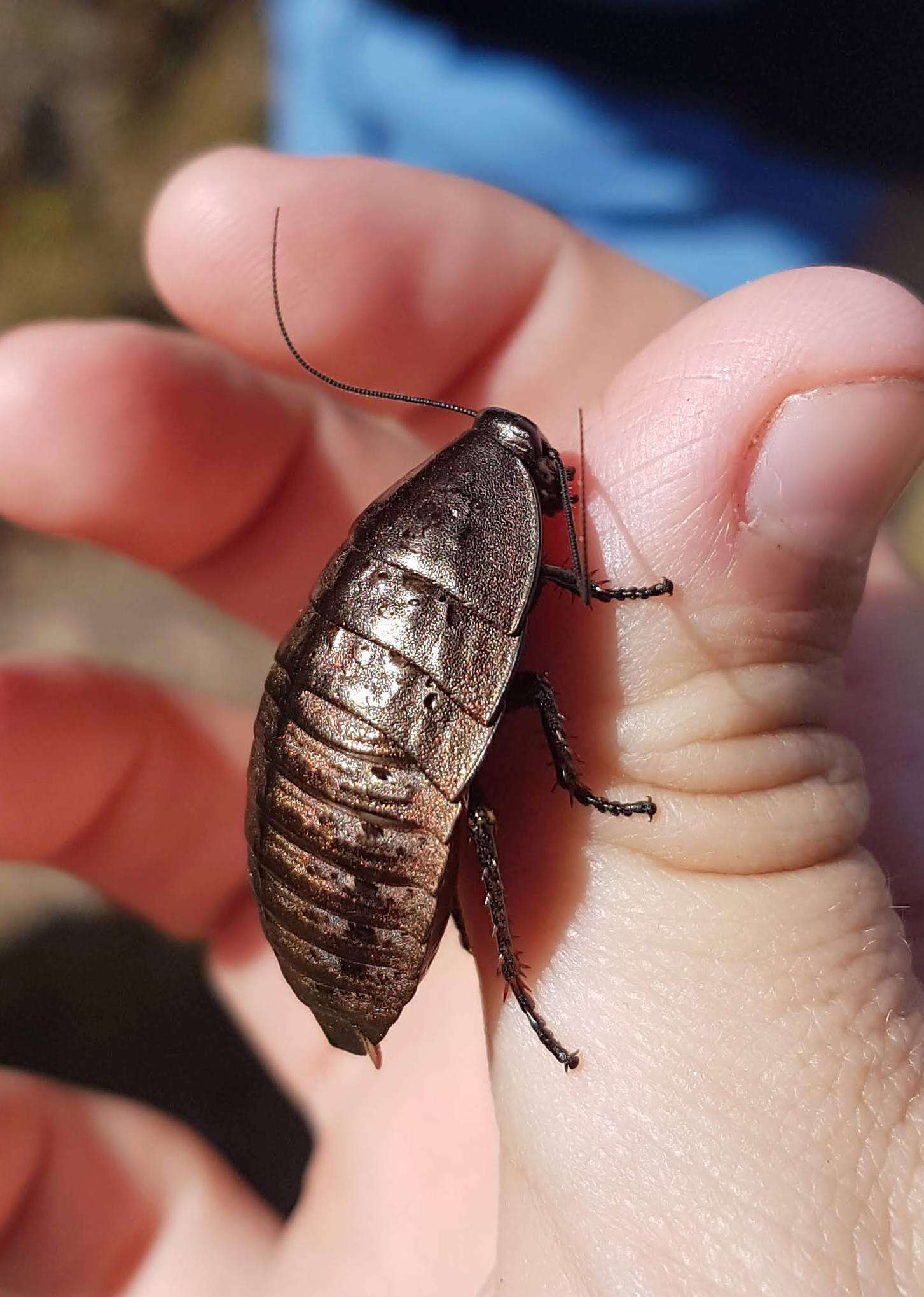 Image of Alpine metallic cockroach