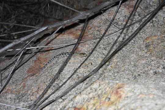 Image of Granite Night Lizard