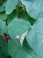 Image of Hazel Slender
