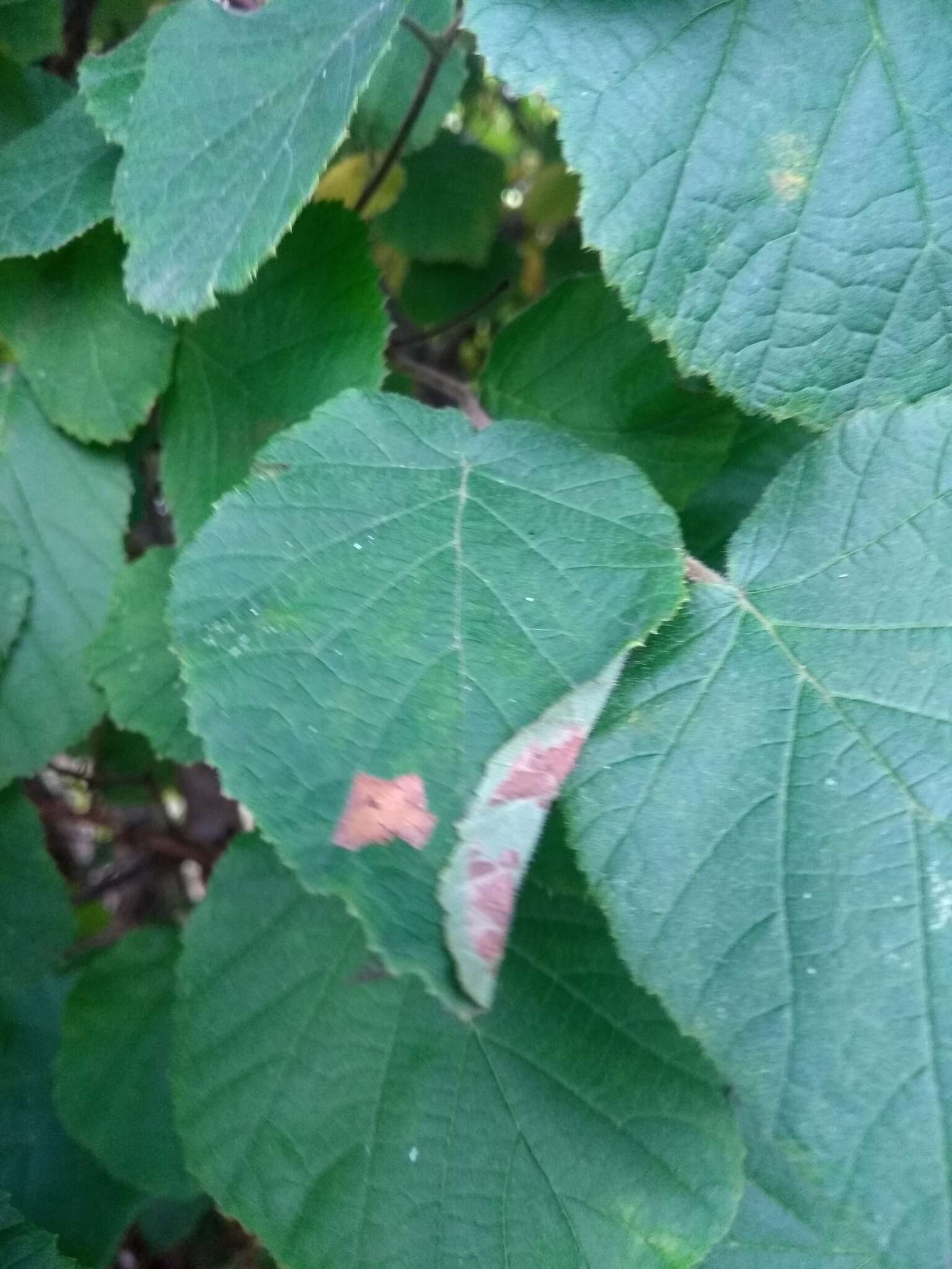 Image of Hazel Slender
