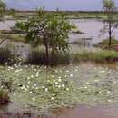 Image de Nymphaea carpentariae S. W. L. Jacobs & Hellq.