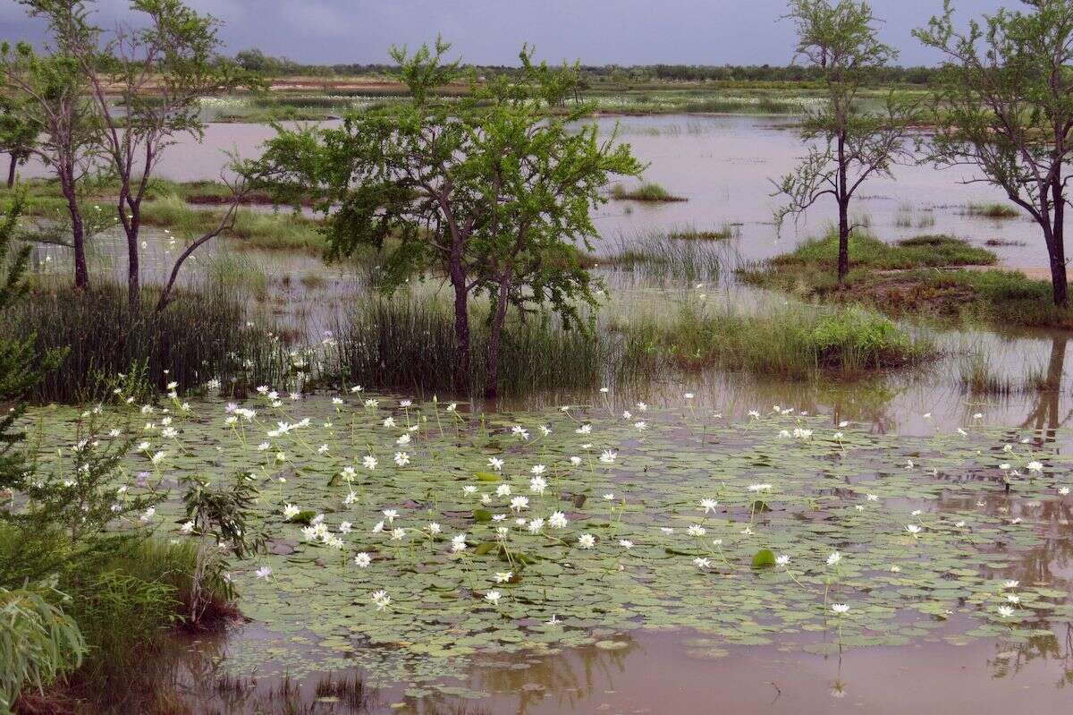 Image of Nymphaea carpentariae S. W. L. Jacobs & Hellq.