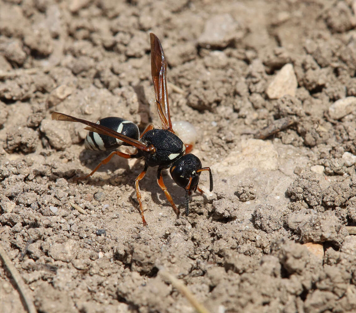 Sivun Tropidodynerus interruptus (Brulle 1832) kuva