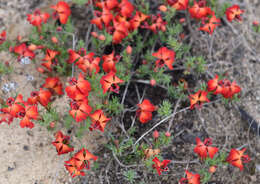 Image of Red Leschenaultia