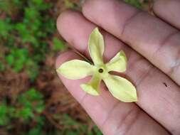 Image of Trans-Pecos stinkleaf