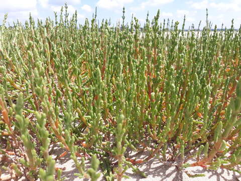 Image of glasswort