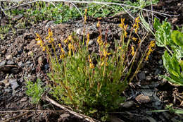 Image de Corydalis sibirica (L. fil.) Pers.