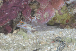 Fusigobius signipinnis Hoese & Obika 1988 resmi