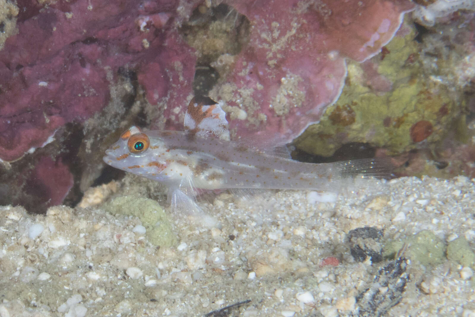 Fusigobius signipinnis Hoese & Obika 1988 resmi