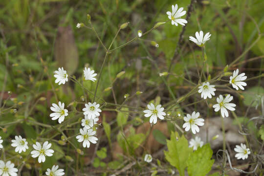 Imagem de Cerastium furcatum Cham. & Schltdl.