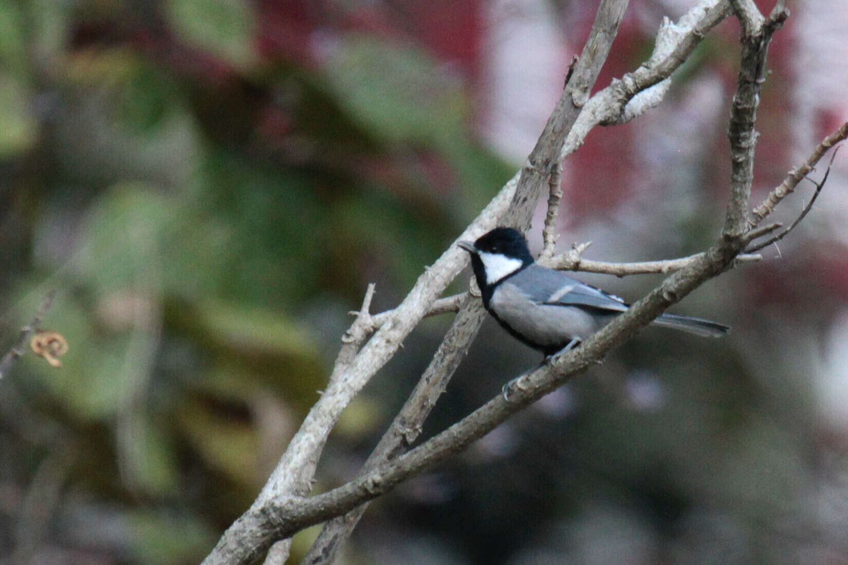 Imagem de Parus cinereus Vieillot 1818