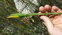 Image of Leucadendron diemontianum I. J. M. Williams