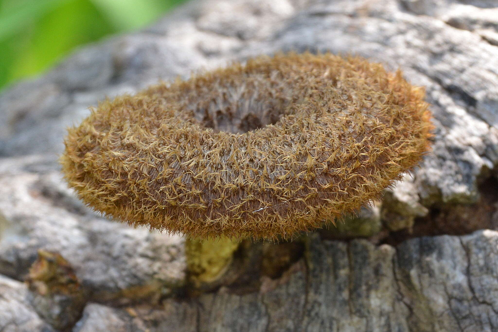 Image of Lentinus stuppeus Klotzsch 1833