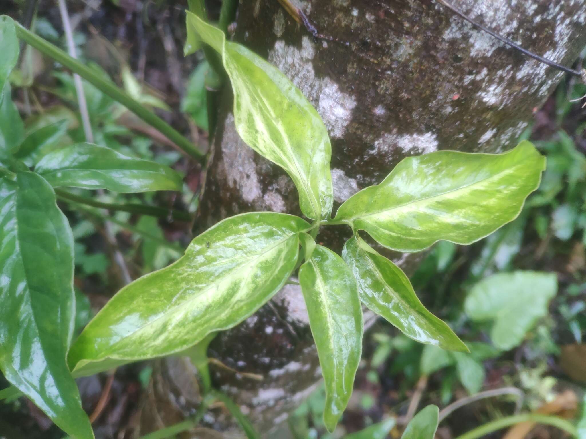 Imagem de Syngonium angustatum Schott