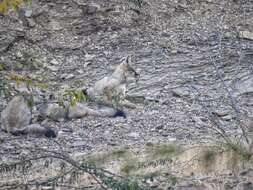 Image of Bengal Fox