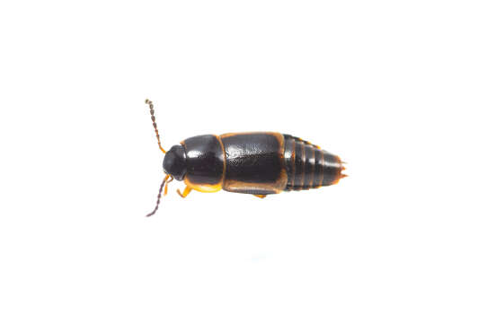 Image of Tachinus (Tachinus) flavolimbatus Pandellé 1869