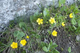Image of hybrid buttercup