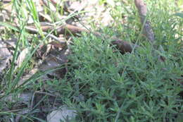 Image of Gonocarpus elatus (A. Cunn. ex Fenzl) Orchard