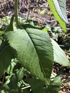 Image of false Indian plantain