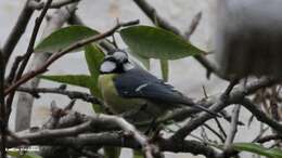 Image of African Blue Tit