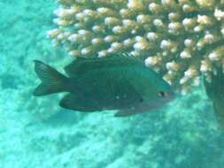 Image of Blue-green damselfish