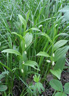 Image of dwarf solomon's seal