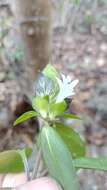 Image of Barleria glandulostamina I. Darbysh.