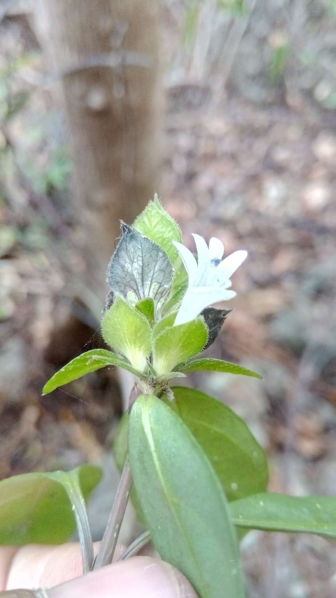 Image of Barleria glandulostamina I. Darbysh.