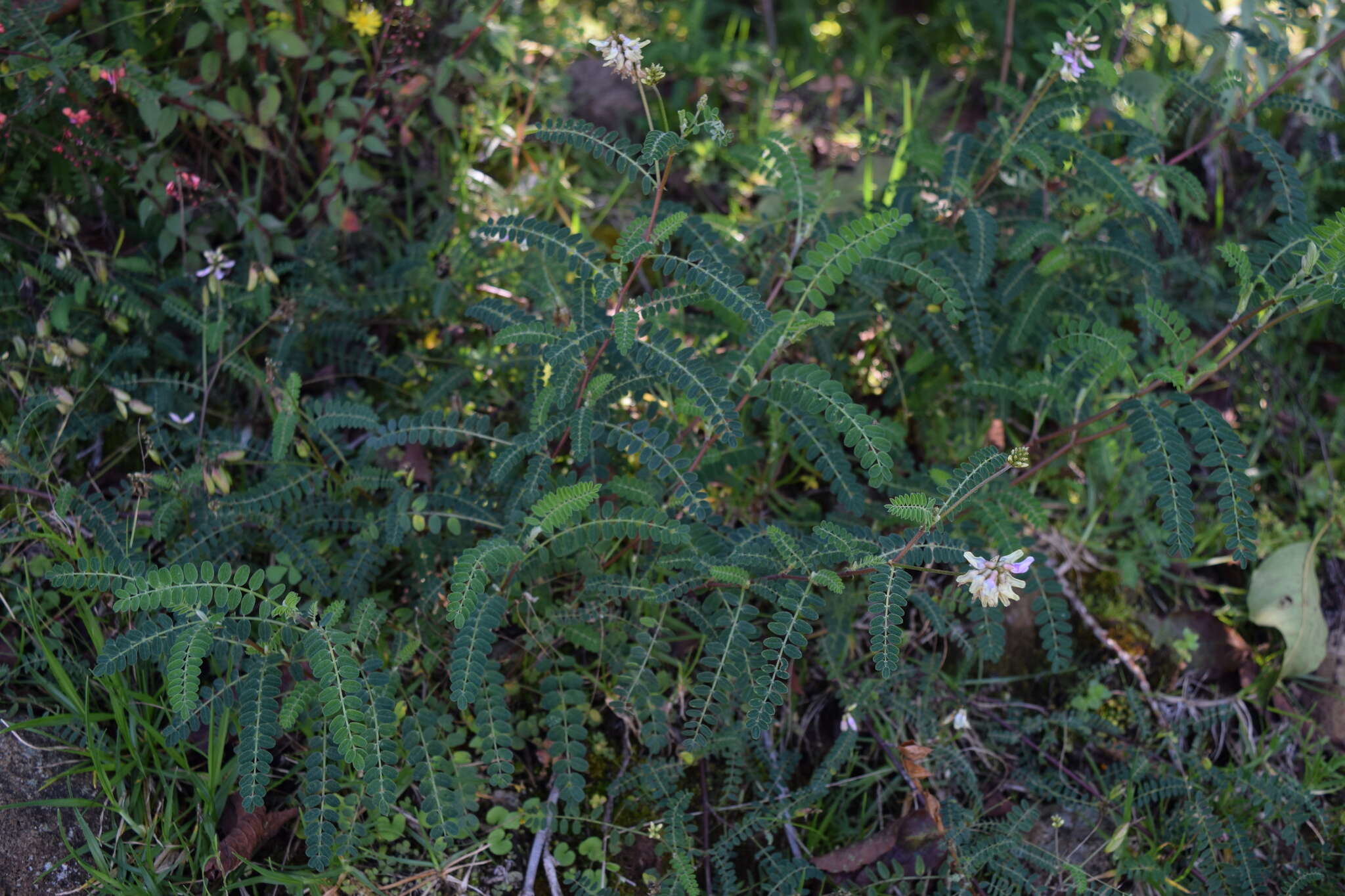 Image of Astragalus guatemalensis Hemsl.