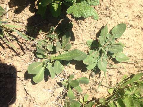 Image of North African knapweed