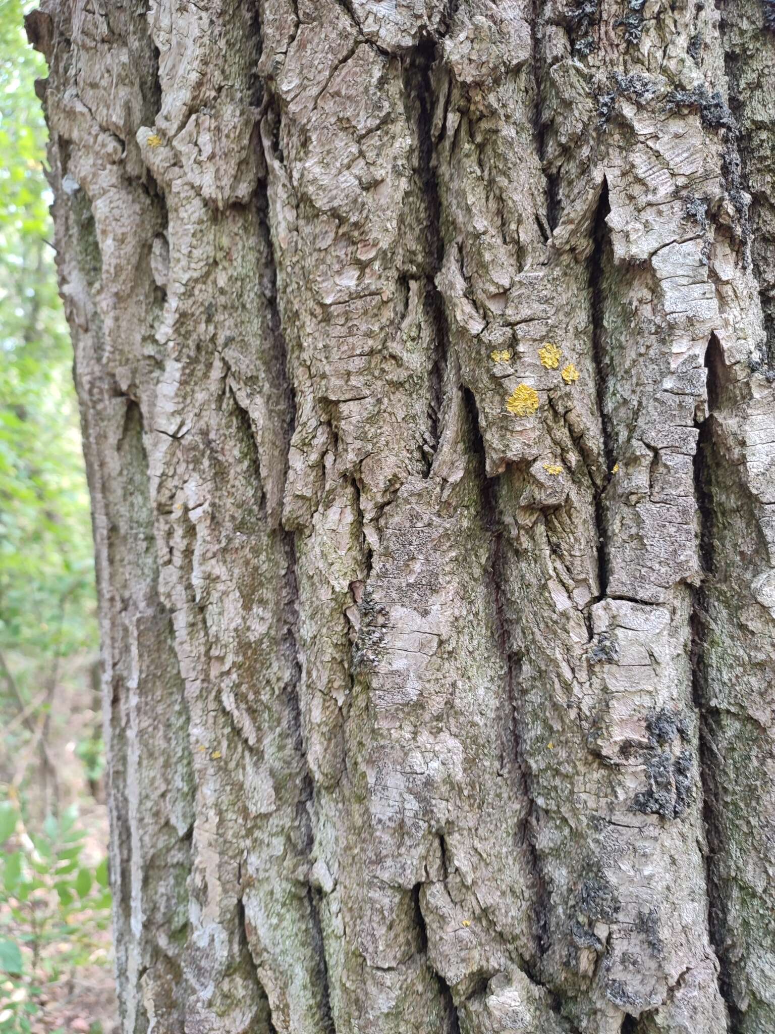 Image of scribble lichen