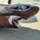 Image of Knifetooth Dogfish