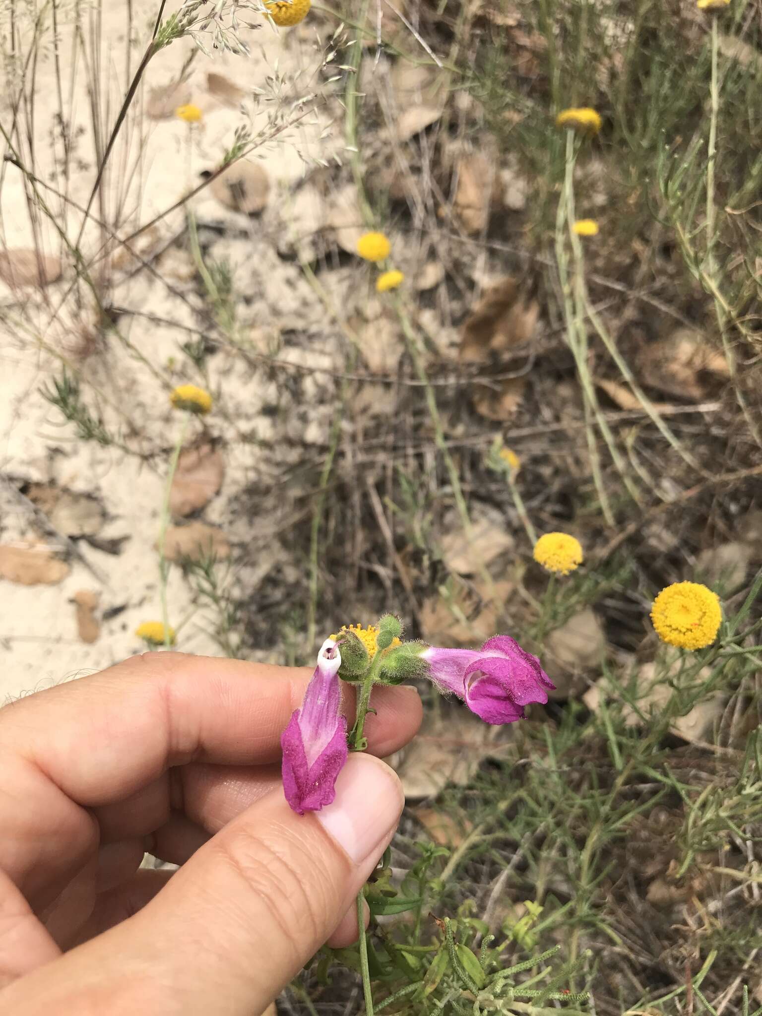 صورة Antirrhinum cirrhigerum (Ficalho) Rothm.