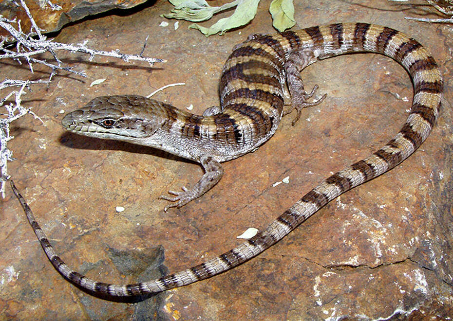 Image of Panamint Alligator Lizard