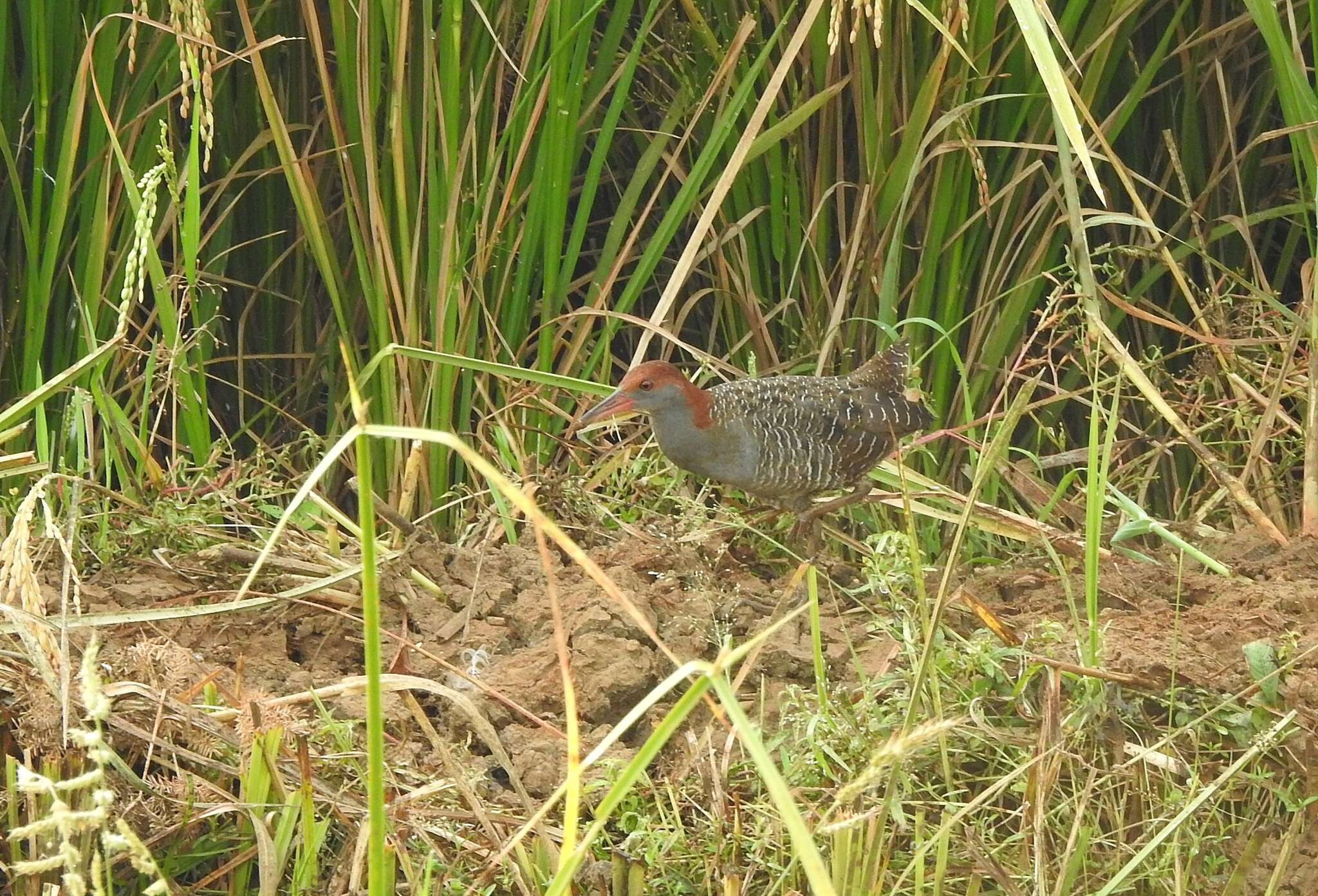 Plancia ëd Lewinia striata (Linnaeus 1766)