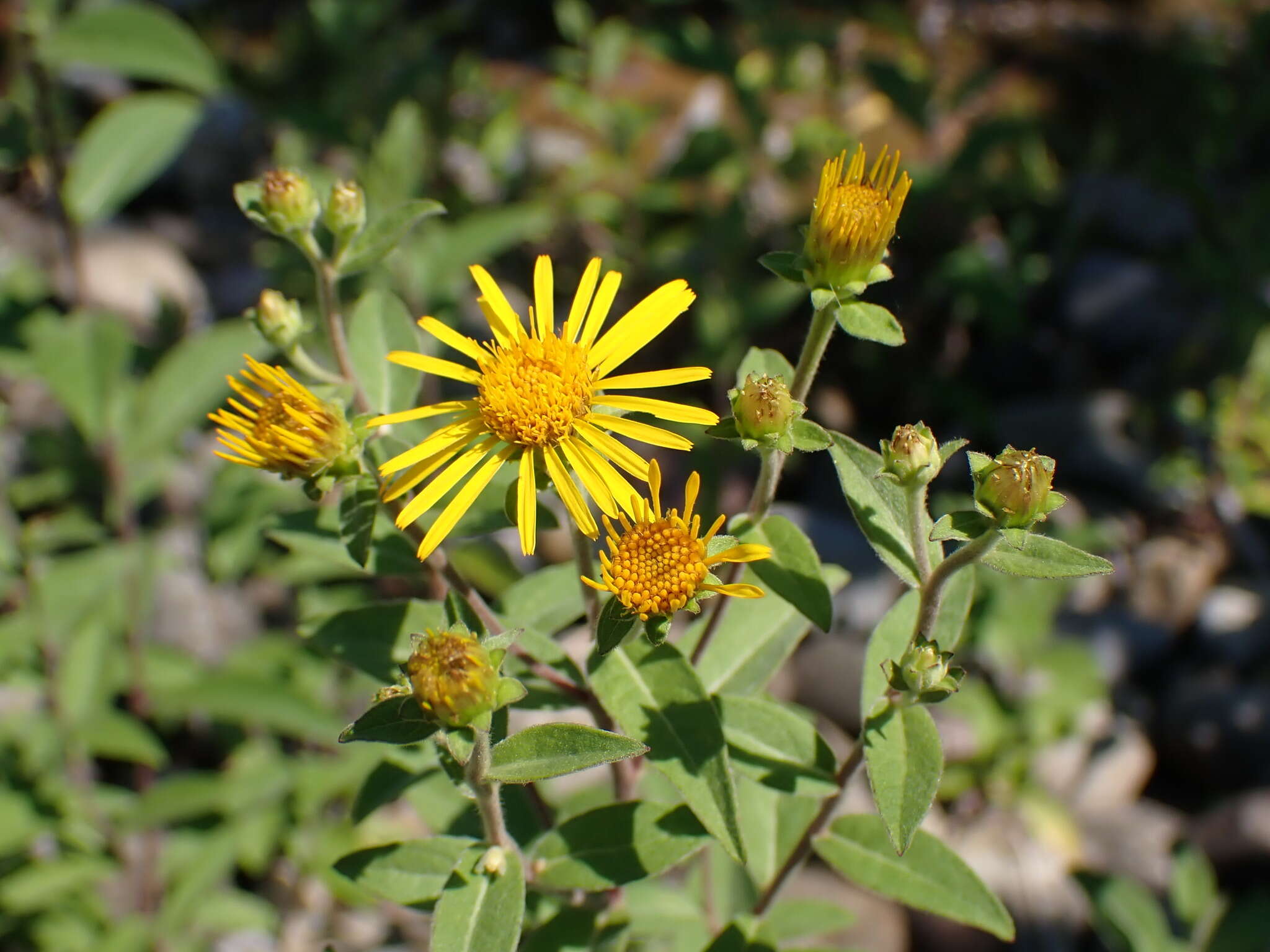 Image of Pentanema helveticum (Weber) D. Gut. Larr., Santos-Vicente, Anderb., E. Rico & M. M. Mart. Ort.