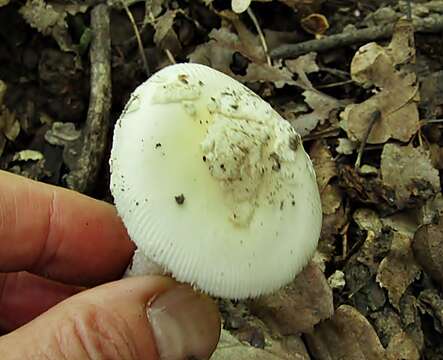 Image of Amanita eliae Quél. 1872