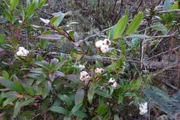 Image de Gaultheria appressa A. W. Hill