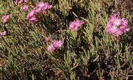 Image of Ruschia extensa L. Bol.