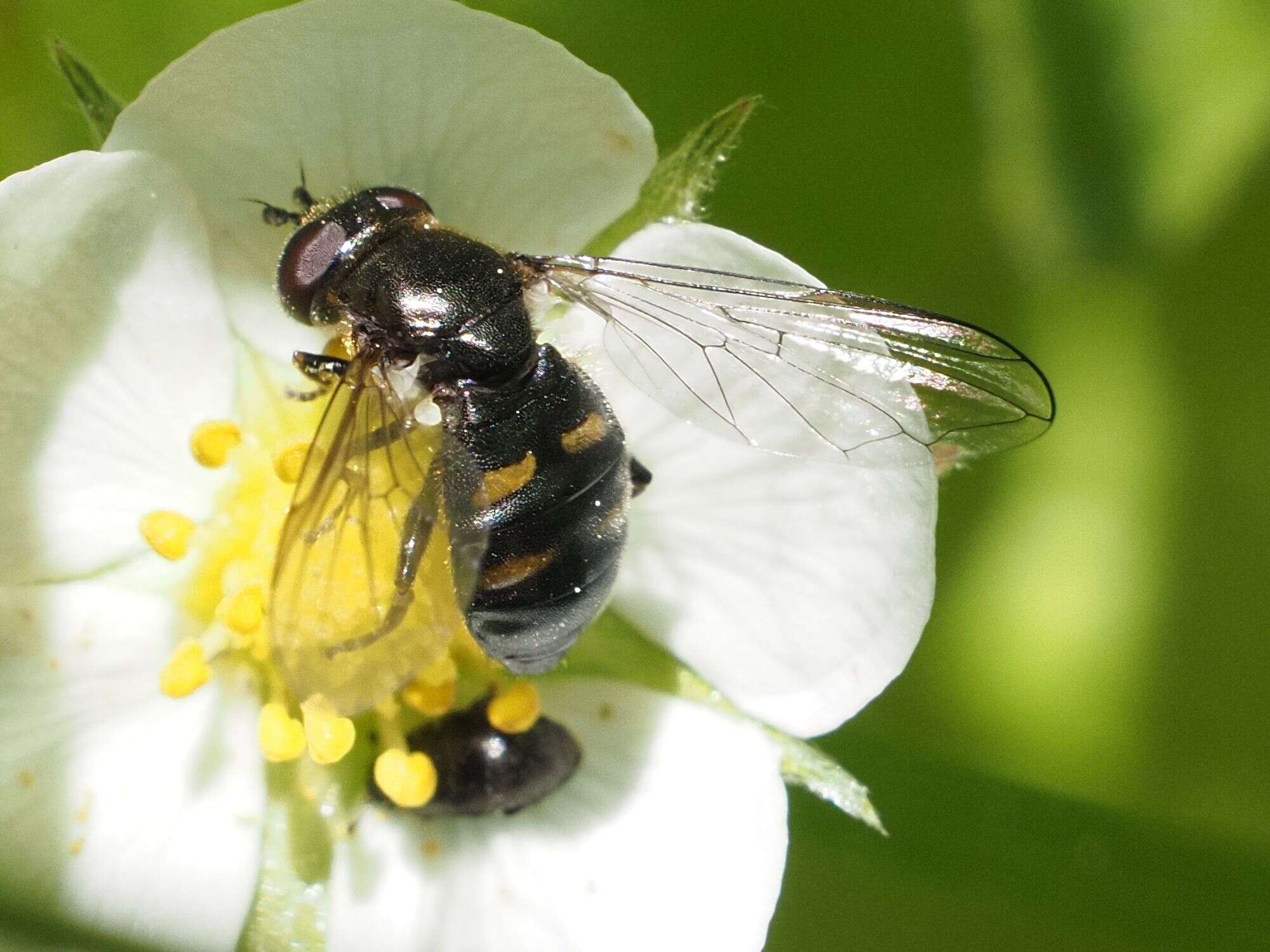 Image of Pipiza quadrimaculata (Panzer 1804)