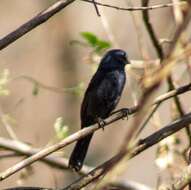 Image of Blue Seedeater