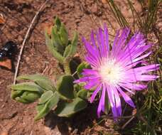 Image of Delosperma ashtonii L. Bol.