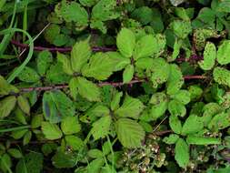 Rubus rubritinctus W. C. R. Watson resmi