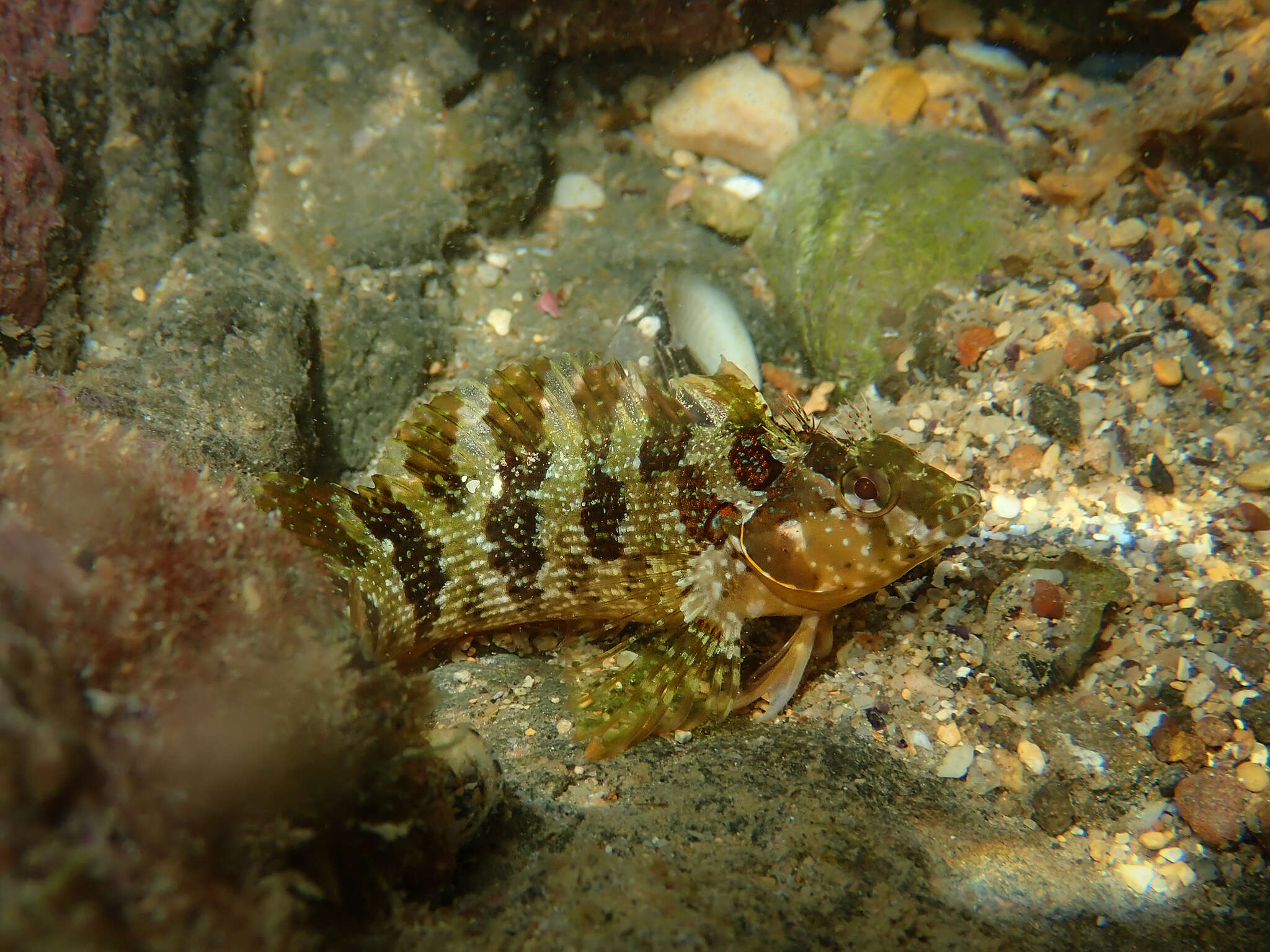 Image of Malacoctenus africanus Cadenat 1951