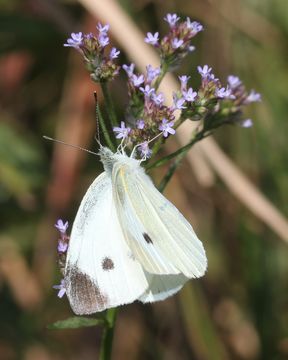 Image of Brazilian vervain