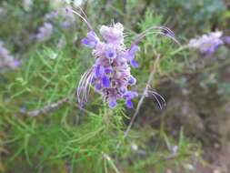 Sivun Trichostema lanatum Benth. kuva